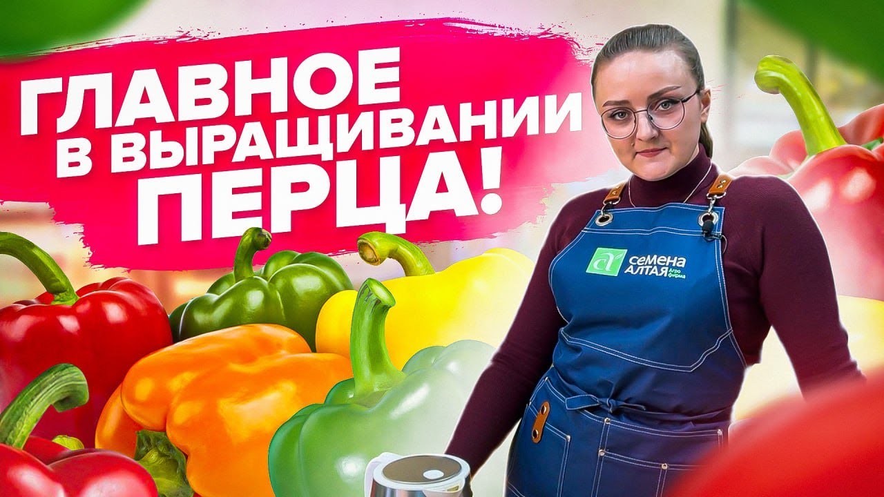 Как правильно посадить перец сладкий – советы для садоводов