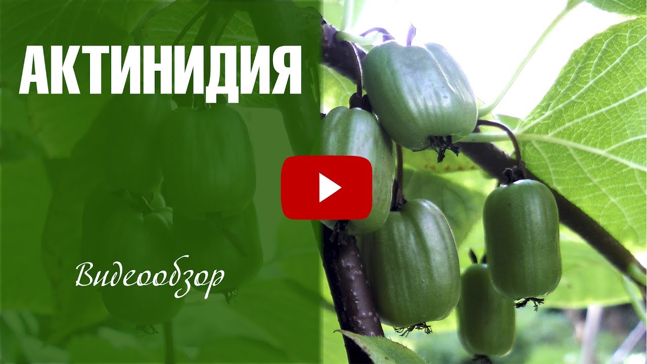 Уход за актинидией садовой – секреты цветения и плодоношения