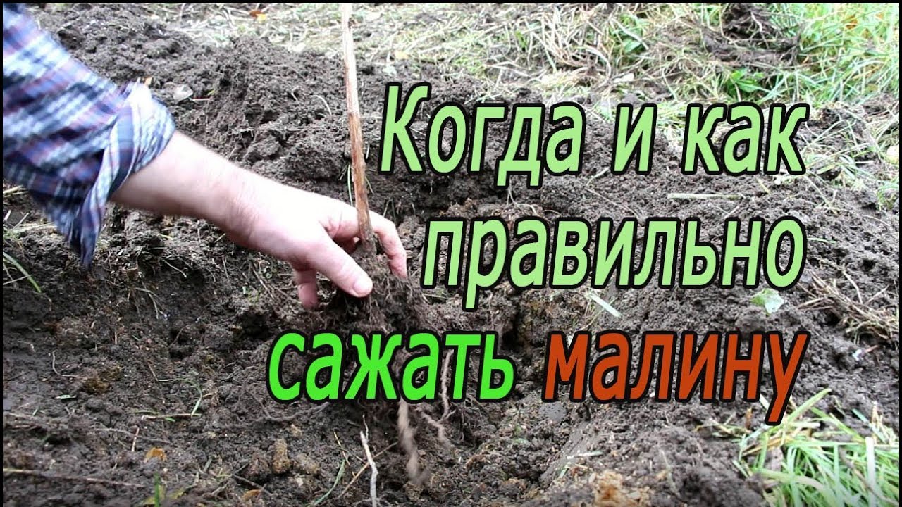 В какое время года лучше сажать малину – весной или осенью?